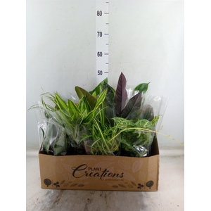 Planten Groen   ...mix 12