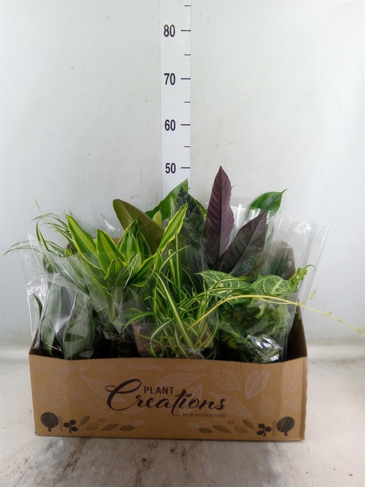 <h4>Planten Groen   ...mix 12</h4>