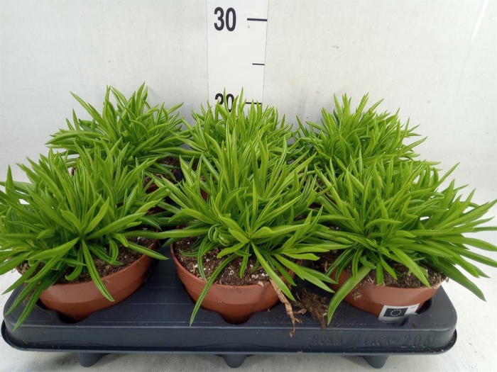 <h4>Peperomia ferreyrae 'Happy-Bean'</h4>