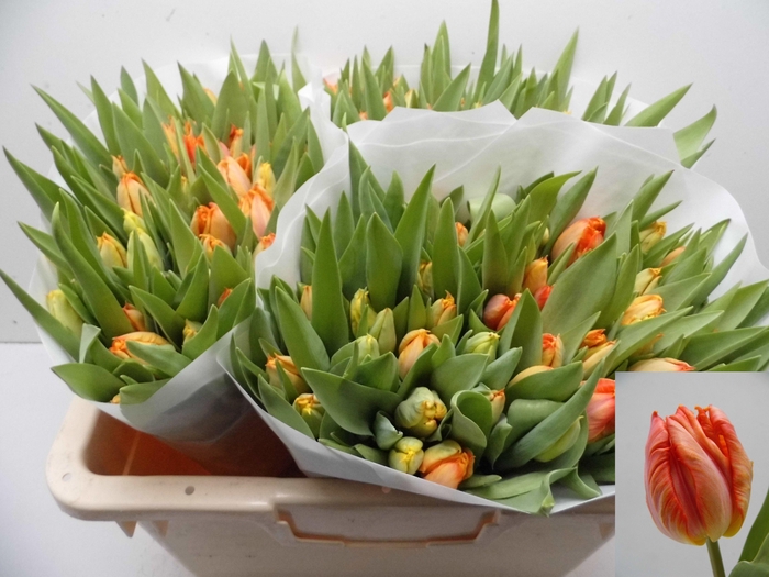 <h4>TU PA COMET</h4>