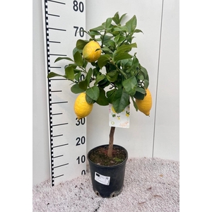 Citrus limone Lemon on stem