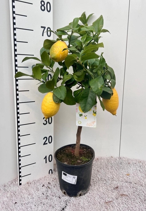 <h4>Citrus limone Lemon on stem</h4>