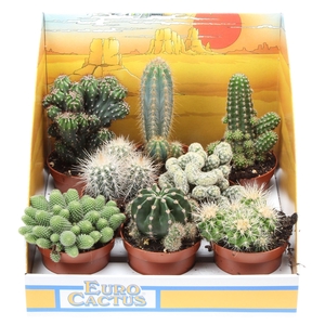 Cactus mix in showdoos