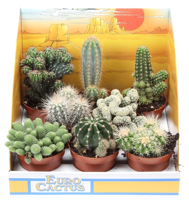 Cactus mix in showdoos