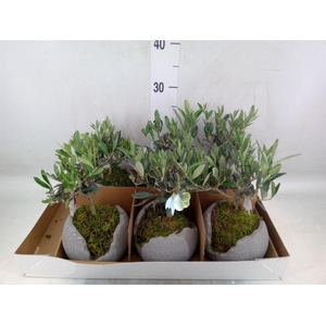 Arr.   Tuinplanten L%