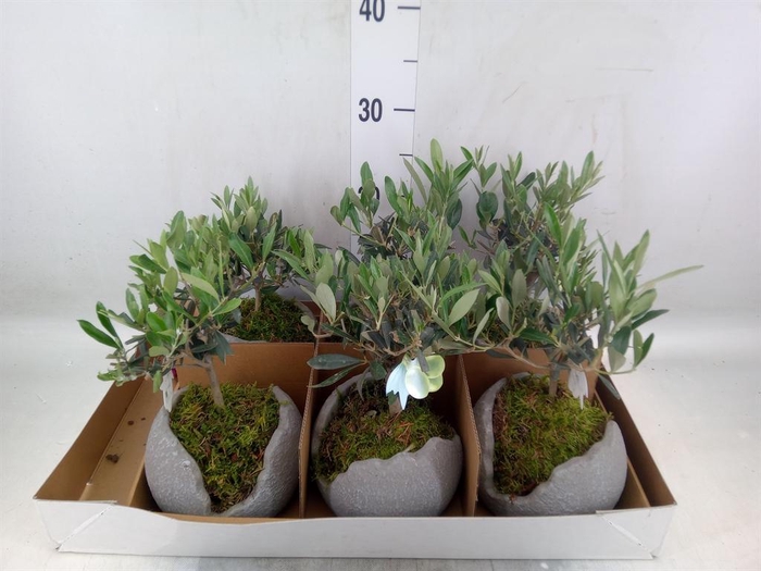 <h4>Arr.   Tuinplanten L%</h4>