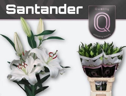 <h4>Lelies LI OR SANTANDER</h4>