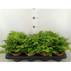 Adiantum raddi. 'Fritz-Luthi'