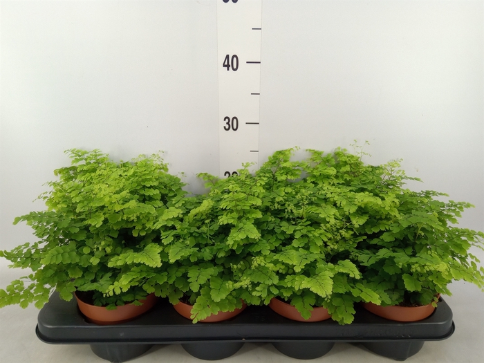 <h4>Adiantum raddi. 'Fritz-Luthi'</h4>