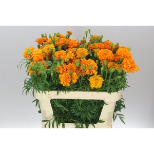 Tagetes E Promise Orange