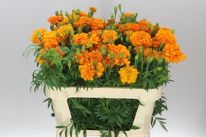 <h4>Tagetes E Promise Orange</h4>