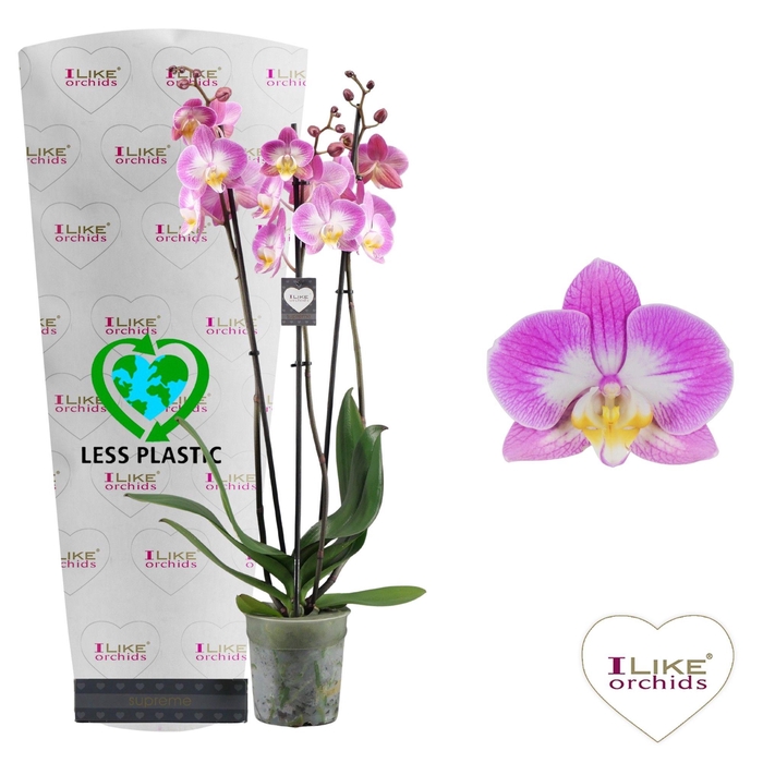 <h4>Phalaenopsis Split- 3 tak 60cm (Less Plastic)</h4>