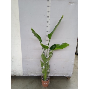 Strelitzia nicolai