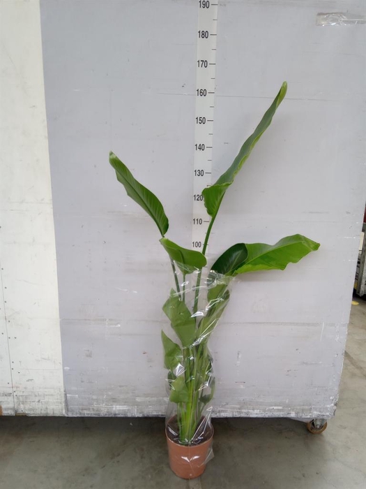 <h4>Strelitzia nicolai</h4>