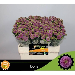 CHR S AAA DORIA
