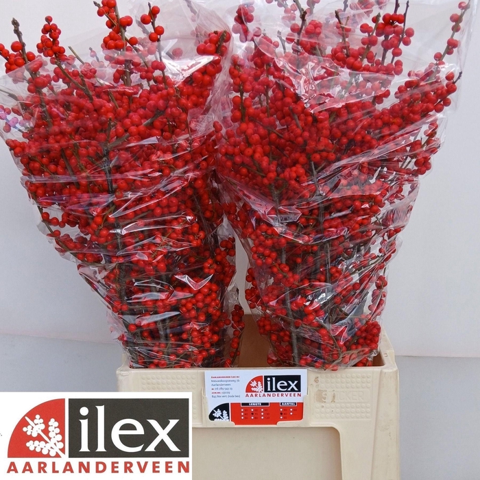 <h4>ILEX VE RODE BES</h4>