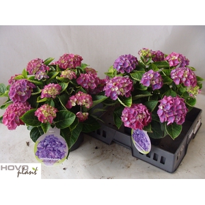 HYDR M NINGBO