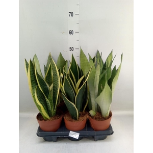 Sansevieria trifa.   ...