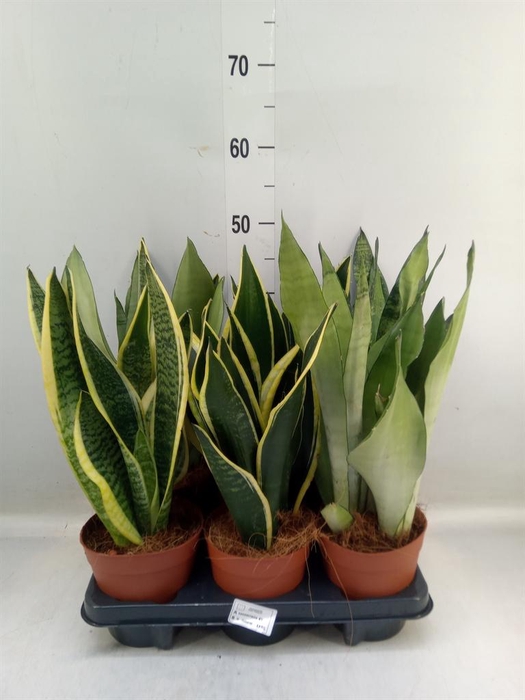 <h4>Sansevieria trifa.   ...</h4>