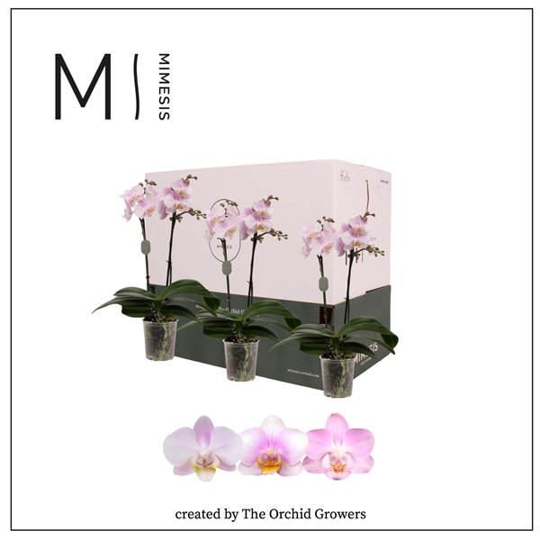 <h4>Mimesis Phal. Light Pink - 2 spike 9cm Less Plastic</h4>