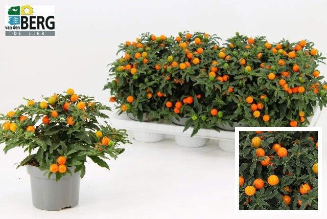 <h4>SOLAN PSEUDOCAPSIC</h4>