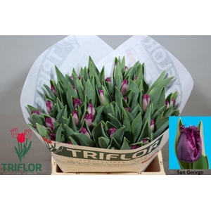 Tulipa fr san george