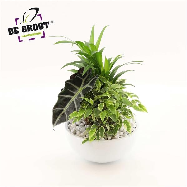 <h4>Arrangement Areca in schaal</h4>