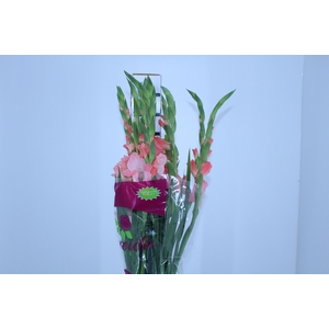 NÃO USAR GLADIOLO 100 CM ROSA