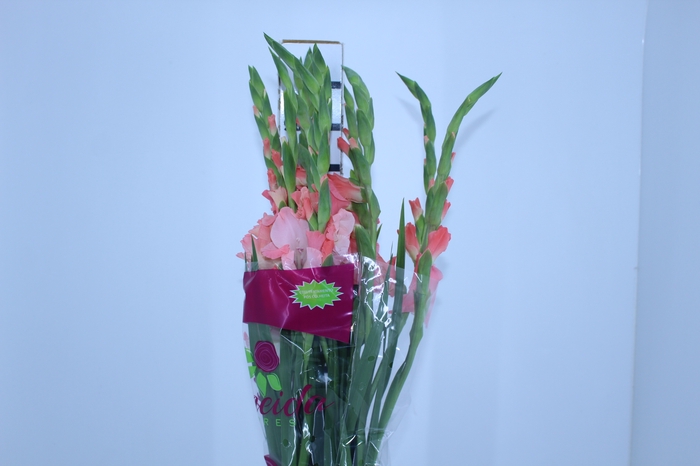 NÃO USAR GLADIOLO 100 CM ROSA