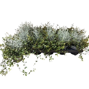 LEUCOPH BROWNII