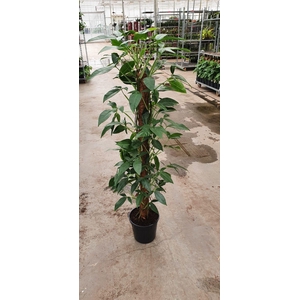 Syngonium podophyllum Trileaf Wonder 24Ø 160cm