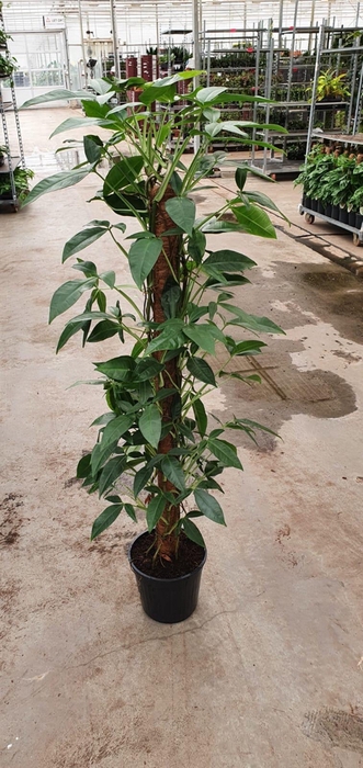 Syngonium podophyllum Trileaf Wonder 24Ø 160cm