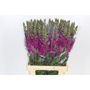 Antirrhinum Potomac Purple