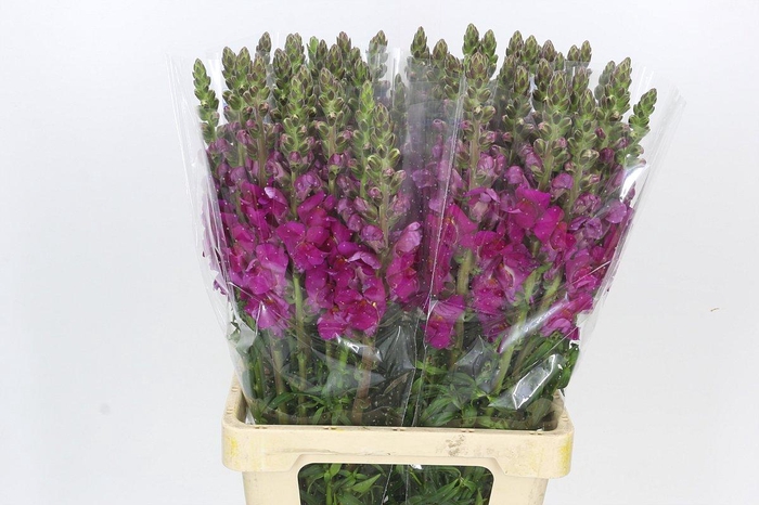 <h4>Antirrhinum Potomac Purple</h4>