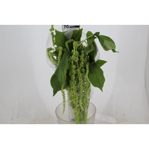 AMARANTHUS VERDE PENDENTE 080 CM