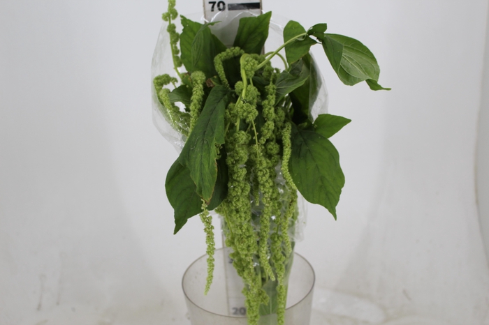 <h4>AMARANTHUS VERDE PENDENTE 080 CM</h4>