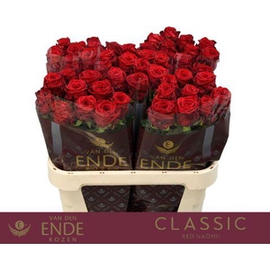 R GR RED NAOMI! CLASSIC 80cm