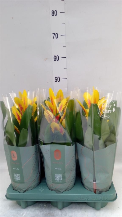 <h4>Vriesea  'Intenso Yellow Flame'</h4>