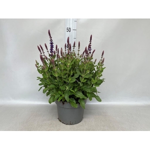 Salvia nemorosa 'Ostfriesland'