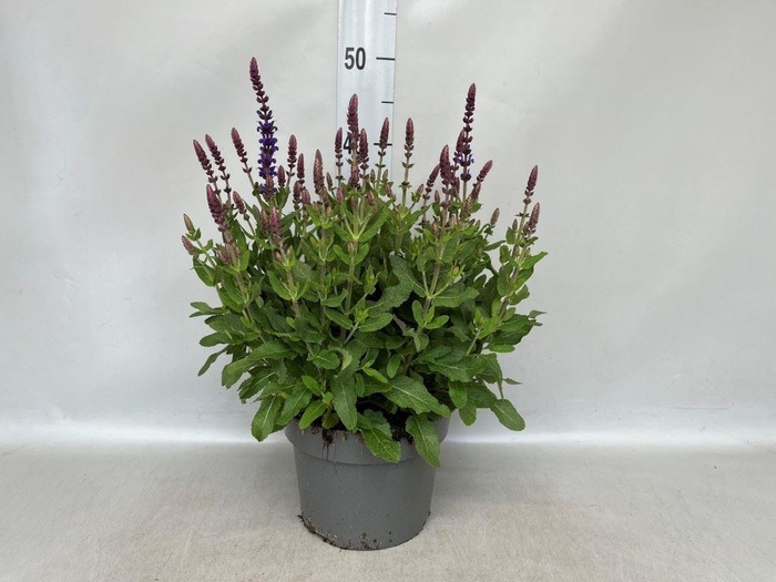 <h4>Salvia nemorosa 'Ostfriesland'</h4>