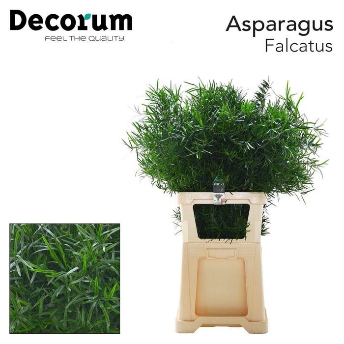 <h4>ASP FALCATUS</h4>