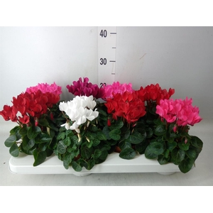 Cyclamen KL   ...patio