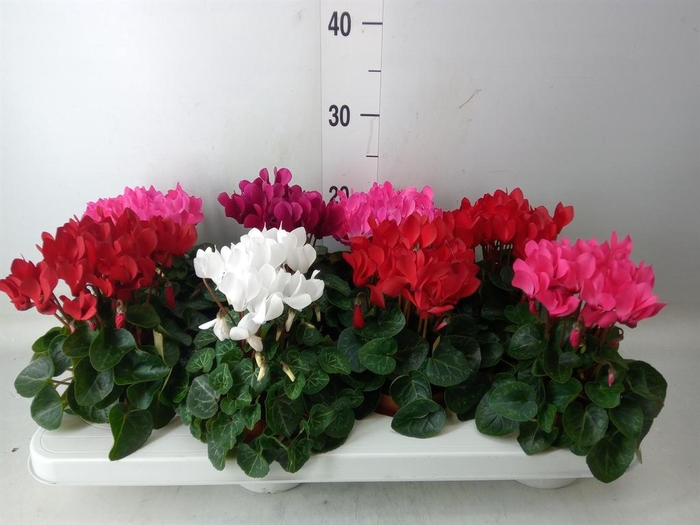 <h4>Cyclamen KL   ...patio</h4>