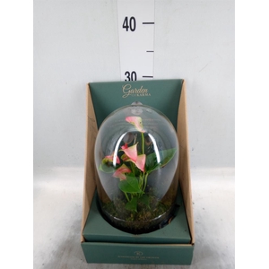Arr.  Anthurium H%