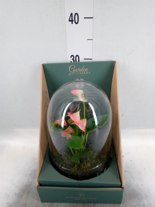 <h4>Arr.  Anthurium H%</h4>