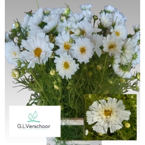 COSMOS BIPINNATUS