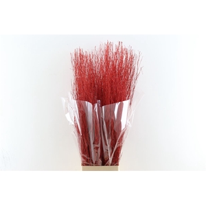 Branch 100cm Bright Red P Stem