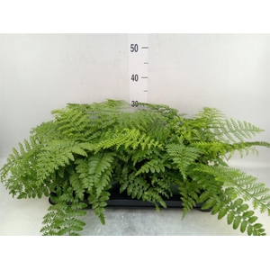 Asplenium  'Parvati'