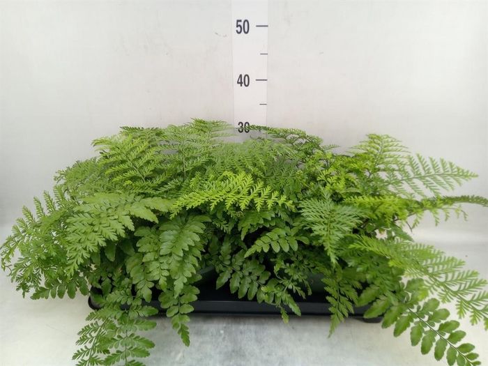 <h4>Asplenium  'Parvati'</h4>