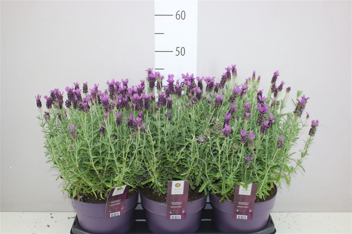 <h4>Lavandula Stoechas Anouk</h4>